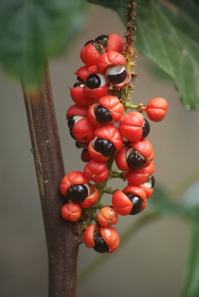 Guarana